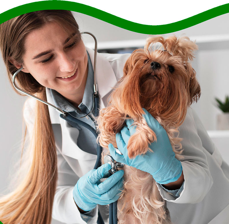 Veterinários 3 Veterinario 02